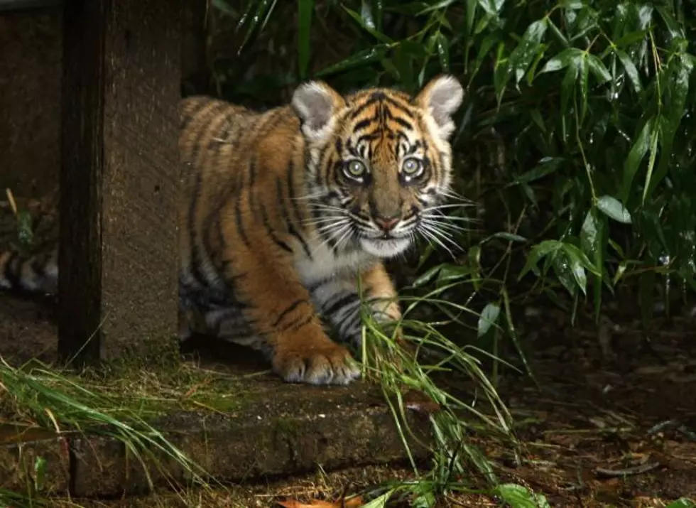 New Tiger Cubs Now Available to the Public at Baton Rouge Zoo