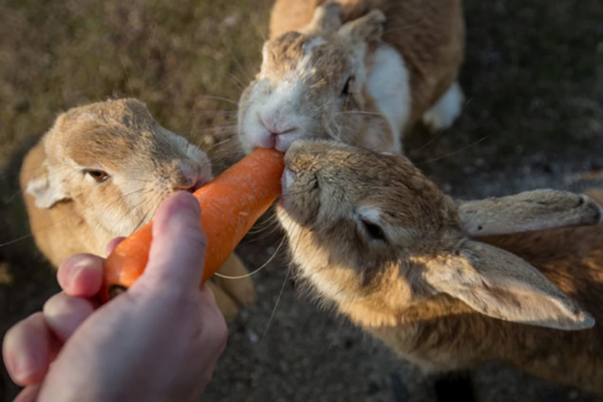 Iowa Rabbit Festival Starts March 19