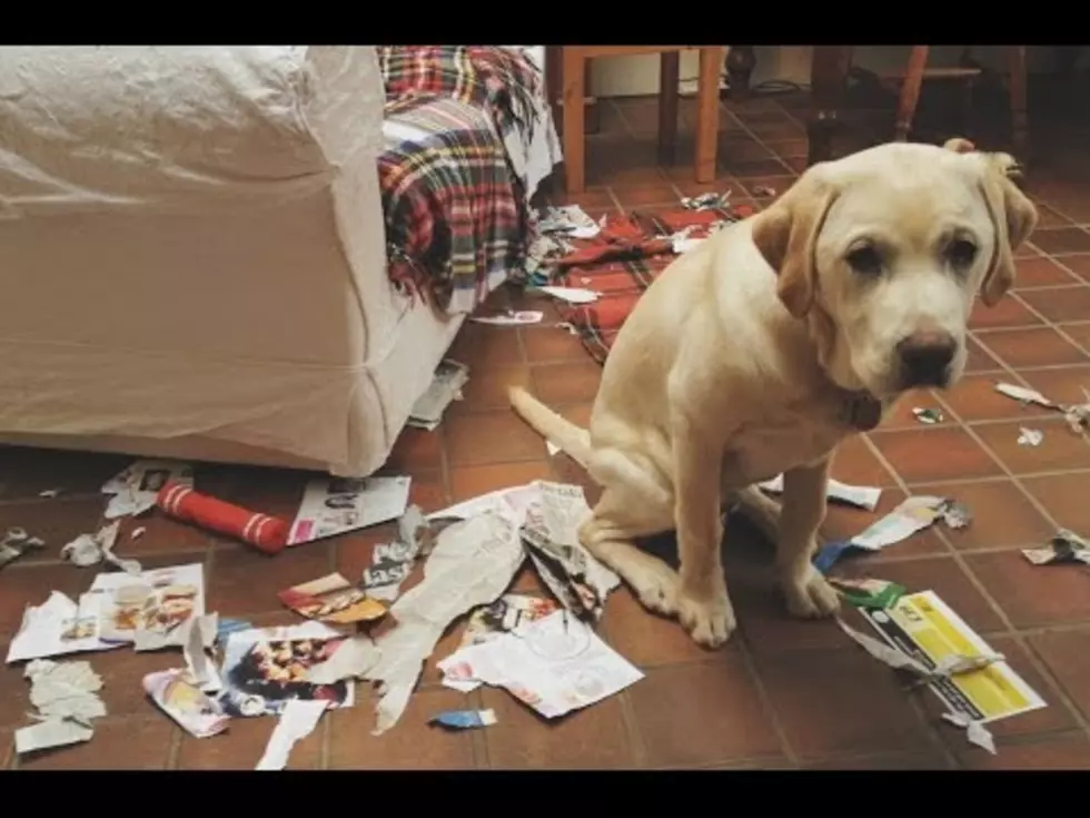 Great Dog Shaming Compilation [VIDEO]