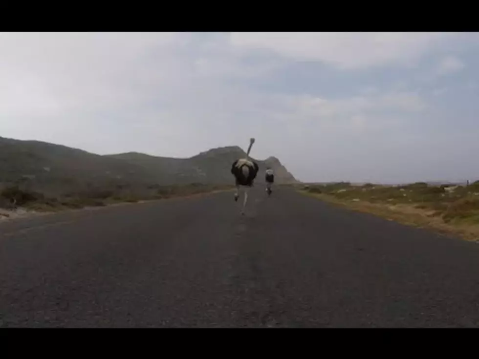 Ostrich Chases Cyclist [VIDEO]