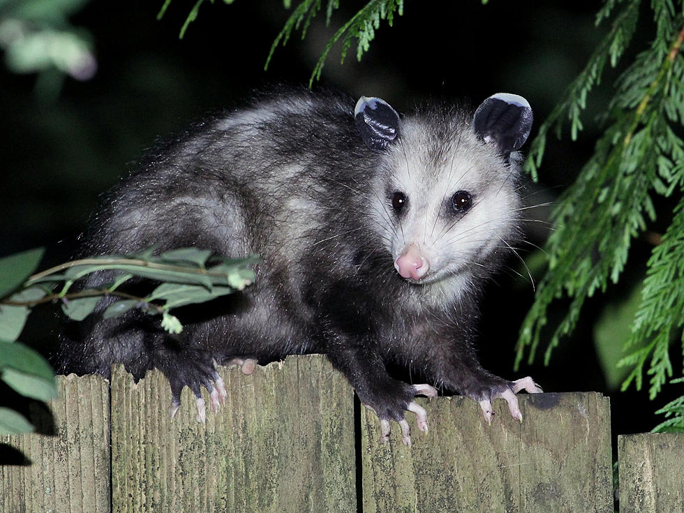 Introducing the Opossum Lady, Yeah It’s a Thing