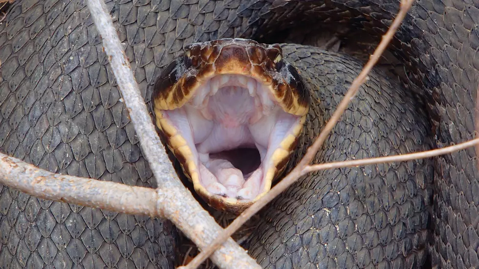 Fishing Captain Finds Huge Snake In FEMA Debris