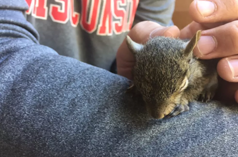 My Friend Ox and the Baby Squirrel