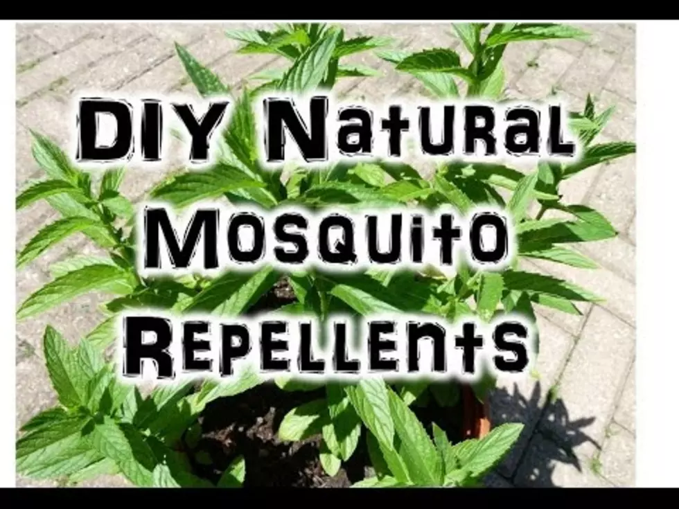 DIY Mosquito Repellent 