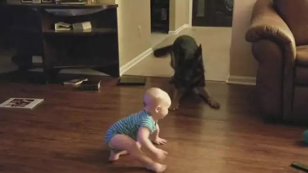 A Baby And A German Shepherd Play A Game Of &#8216;Chase&#8217; [WATCH]