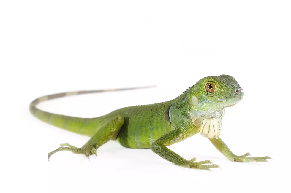 People Freak Out When An Iguana Fight Spills Into The Pool Area