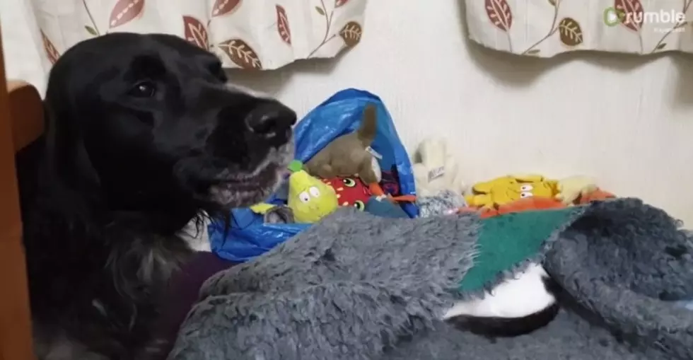 A Dog Has A Temper Tantrum Because The Cat Is In Her Bed
