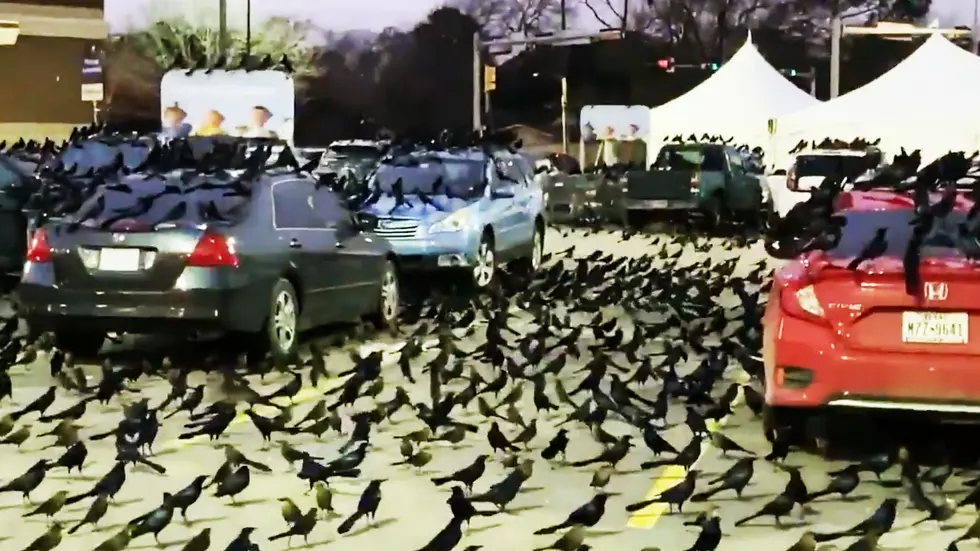 Thousands Of Birds Take Over A Parking Lot In Houston