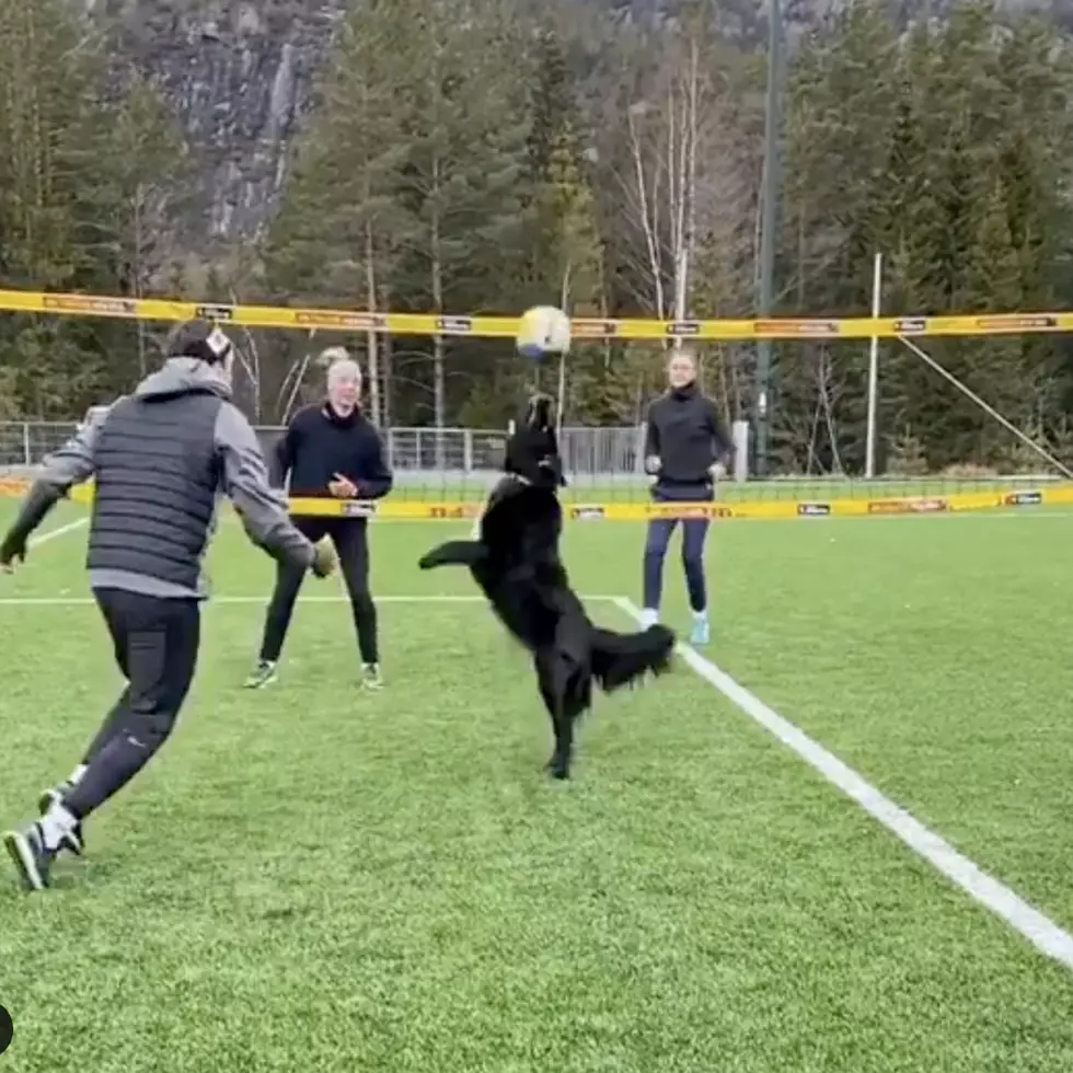 Have You Seen Kiara, The Volleyball-Playing Dog?
