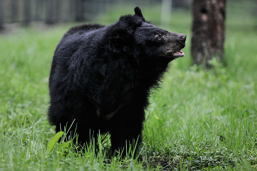 Bear That Traveled Through Several States Has Died in Louisiana