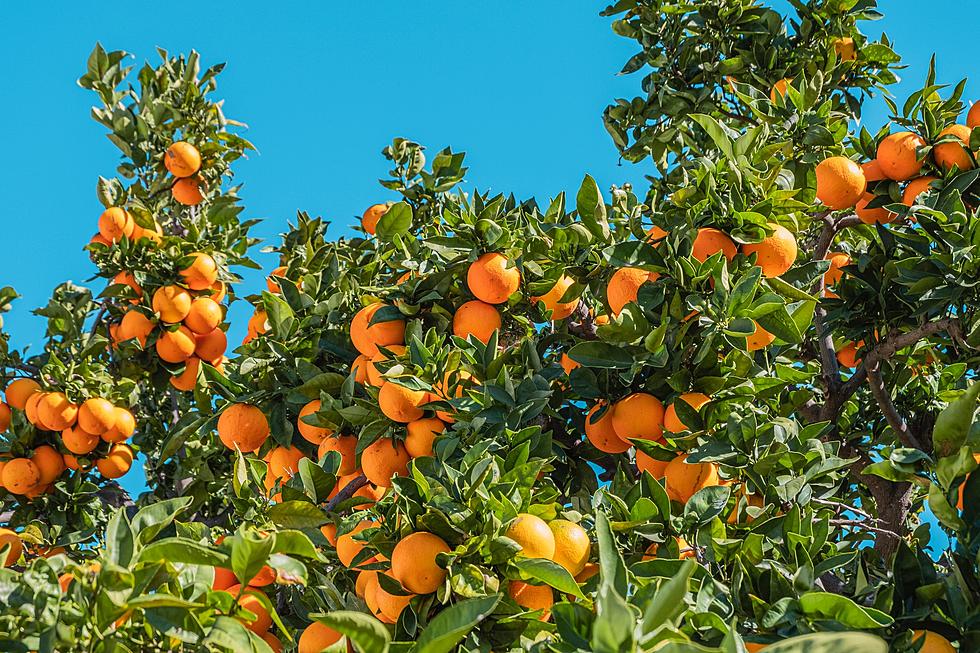 Tropicana Has Created An Orange Juice-Friendly Toothpaste