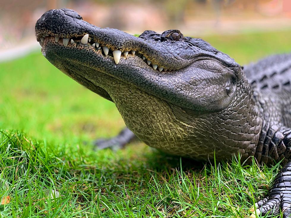 [PHOTO] Gator Found Taking A Dip In The L'Auberge Casino Pool 