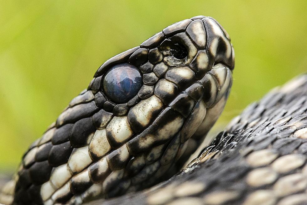 The Most Snake Infested Lakes In Louisiana