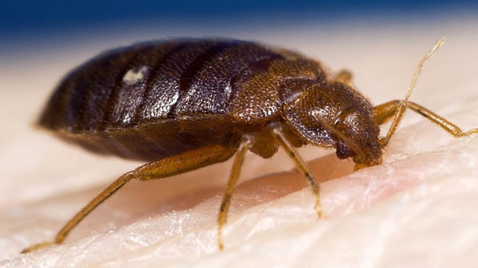 Three Texas Cities In The Top Bed Bug Infested Cities In The USA