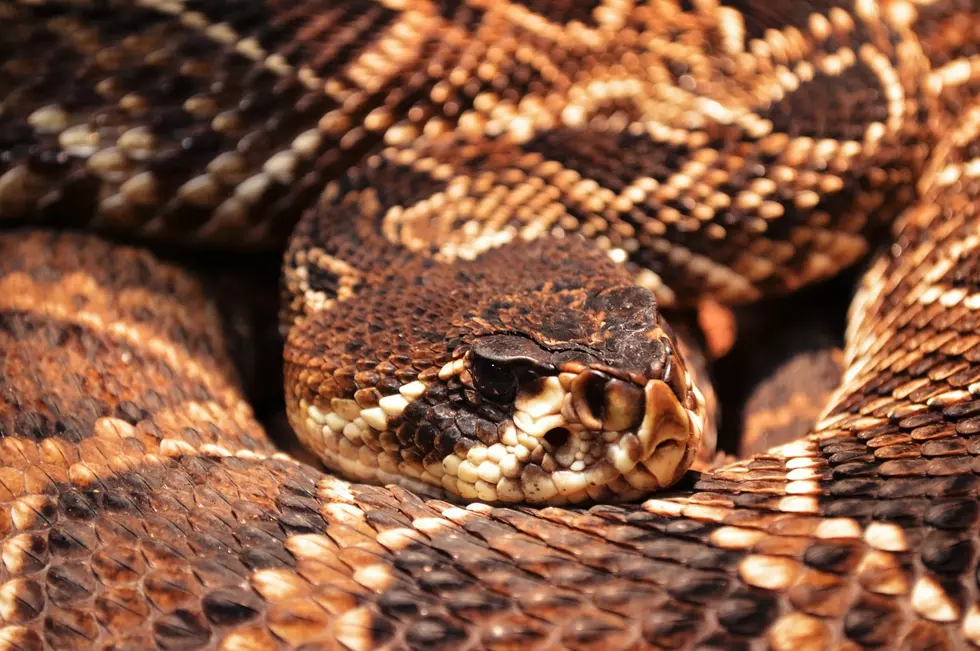 11 Venomous Snakes In Texas And Where They’re Located