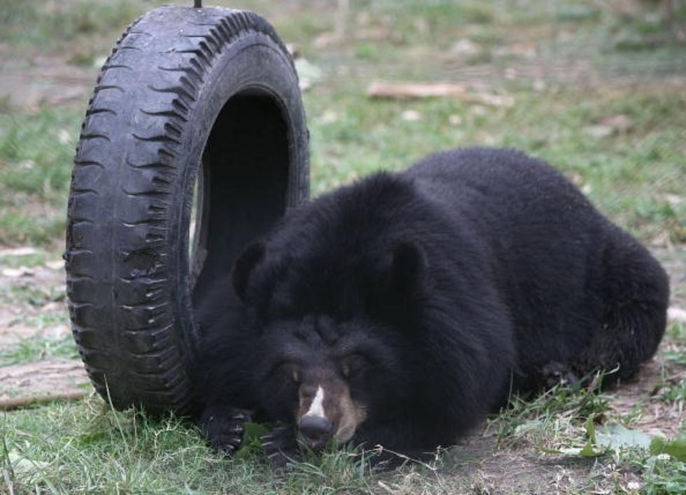 Black Bear on the Loose in Williamsville [Video]