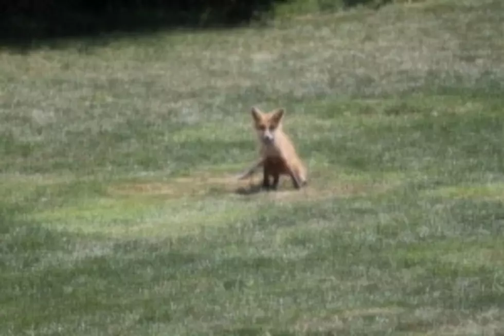 Wildlife In The Suburbs: The Fox In Cheryl&#8217;s Backyard!