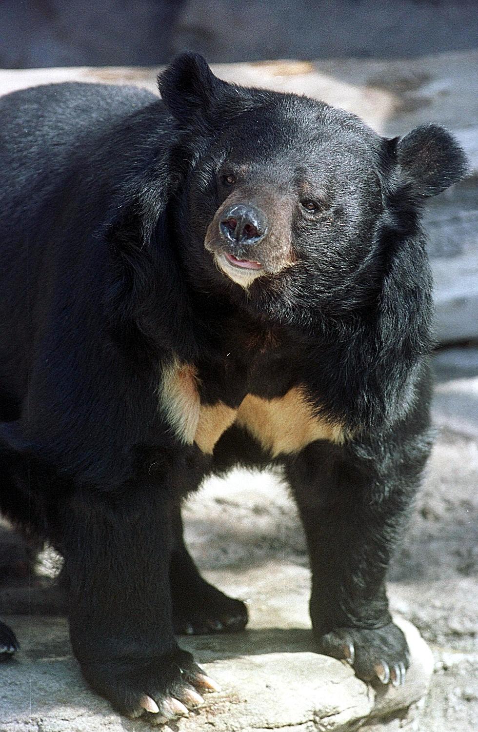 Woman Punches Bear In Snout!