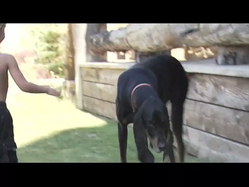 Dog With The Worlds Longest Ears [VIDEO]