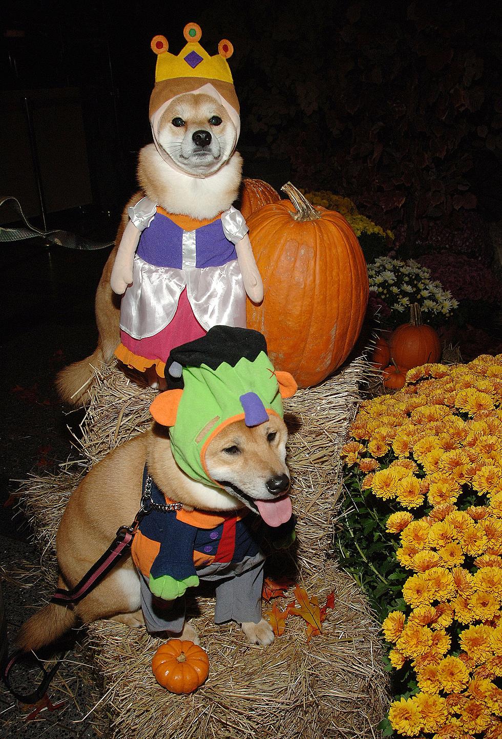 Lick Or Treat!  Keep Your Best Friend Safe This Halloween!