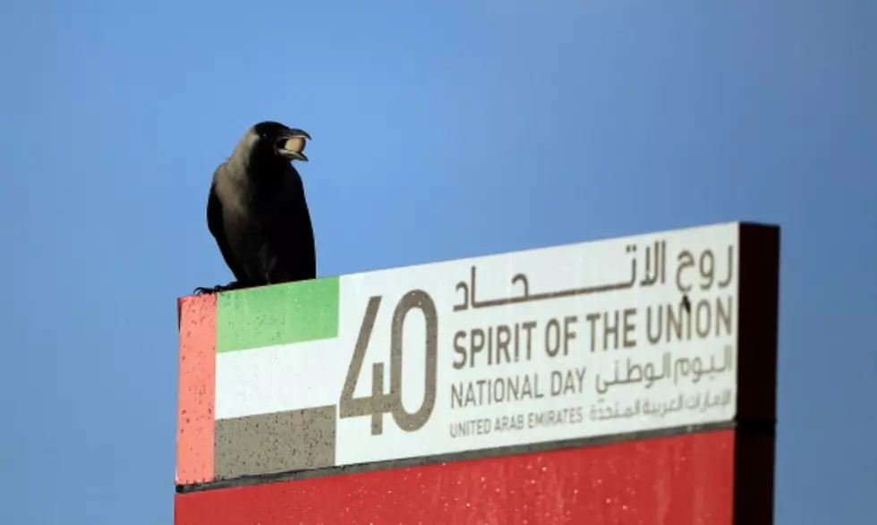 A Crow Tries Tubing (VIDEO)