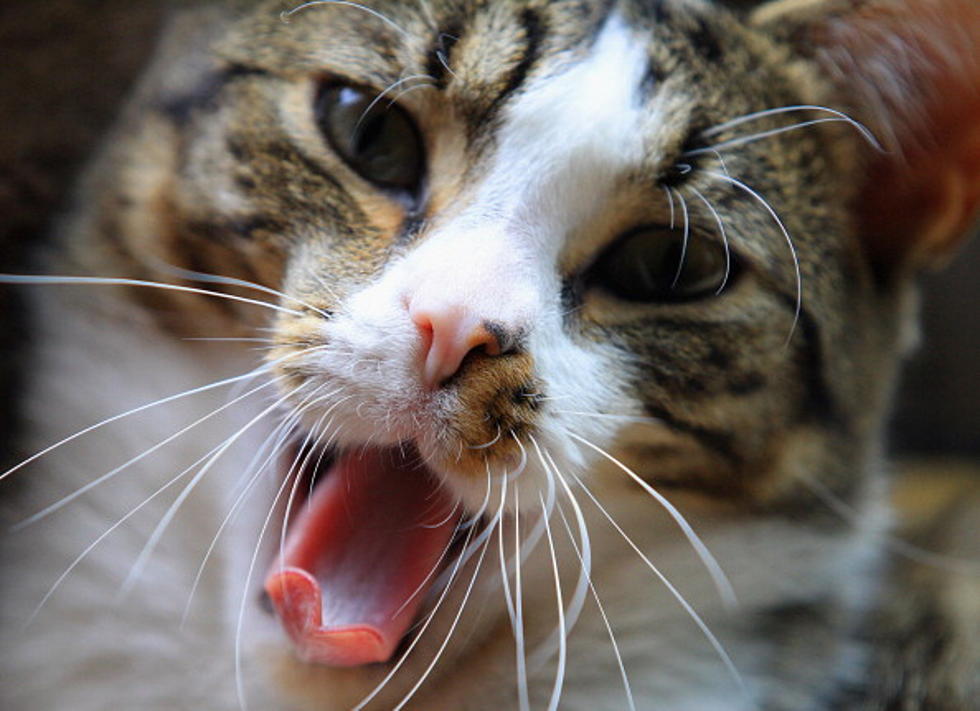 Are Cats Obsessive? Ya Think? [VIDEO]