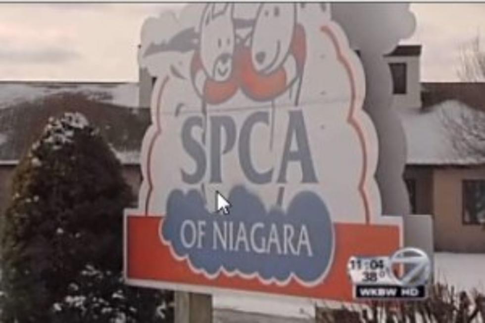 New Problem for Niagara County SPCA