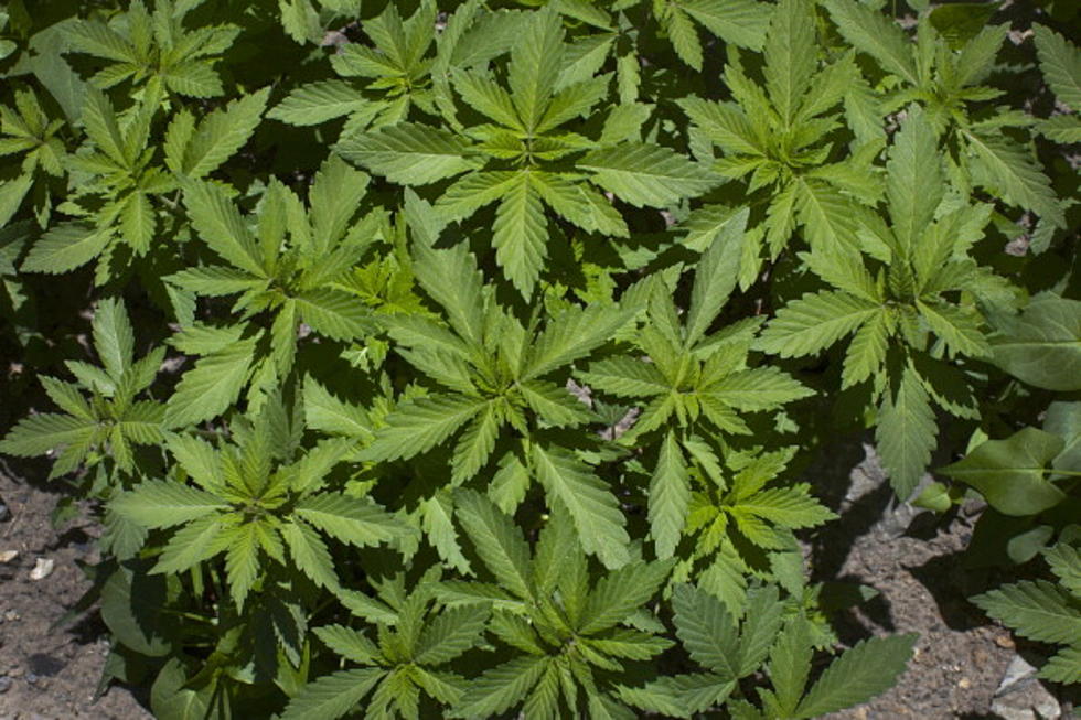 Health Dept. Urges NYS To Legalize Marijuana