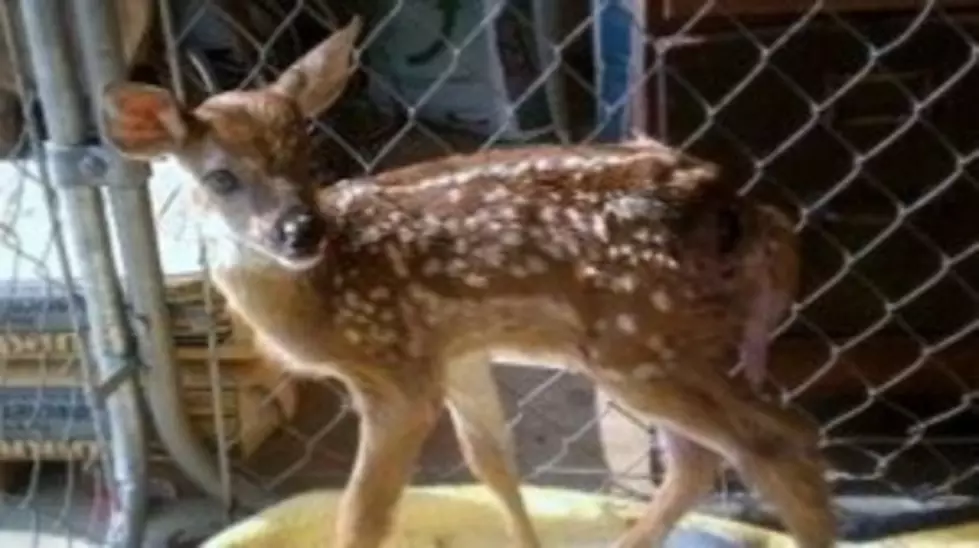 Couple Could Face Jail Time For Saving Baby Deer