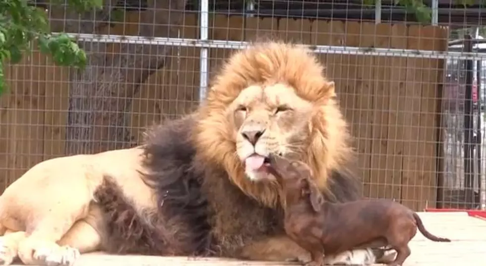 Dog Licks Lion’s Teeth Clean — Safely! [VIDEO]