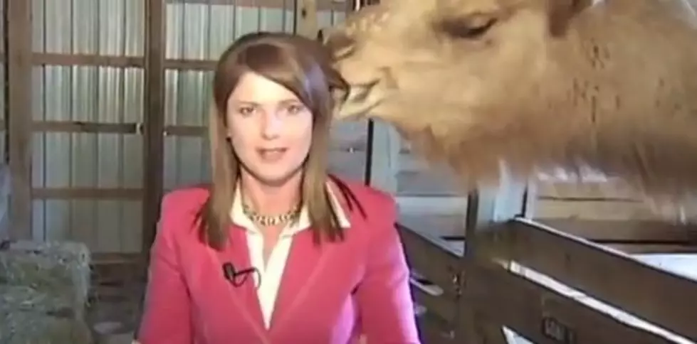 Animals + TV Reporters = Bloopers Galore! [VIDEO]