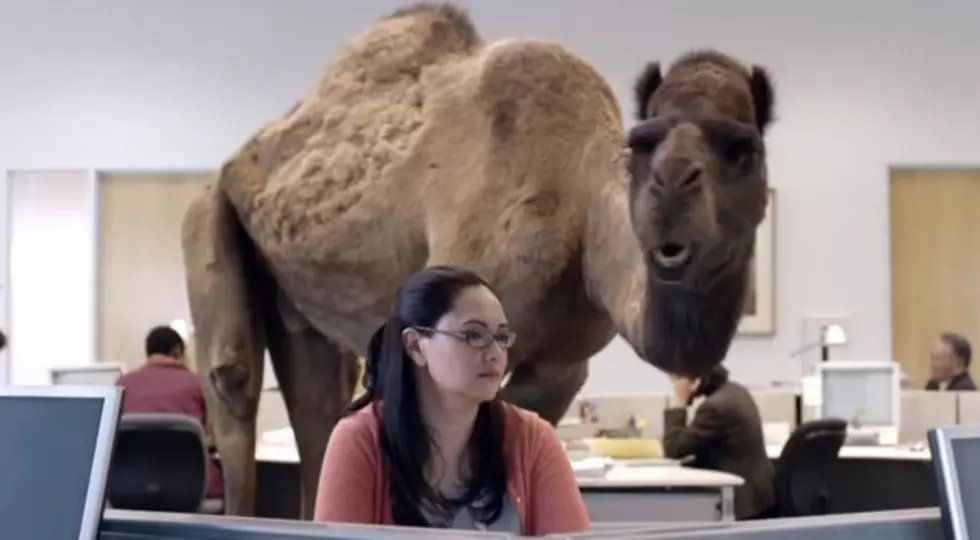 Just In Time For Wednesday, Watch Geico&#8217;s Hump Day Commercial [VIDEO]