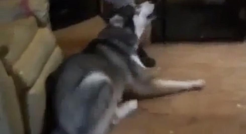 Dog Plays Dead When Owner Says &#8220;Bang&#8221; &#8212; Then Takes It To The Next Level [VIDEO]