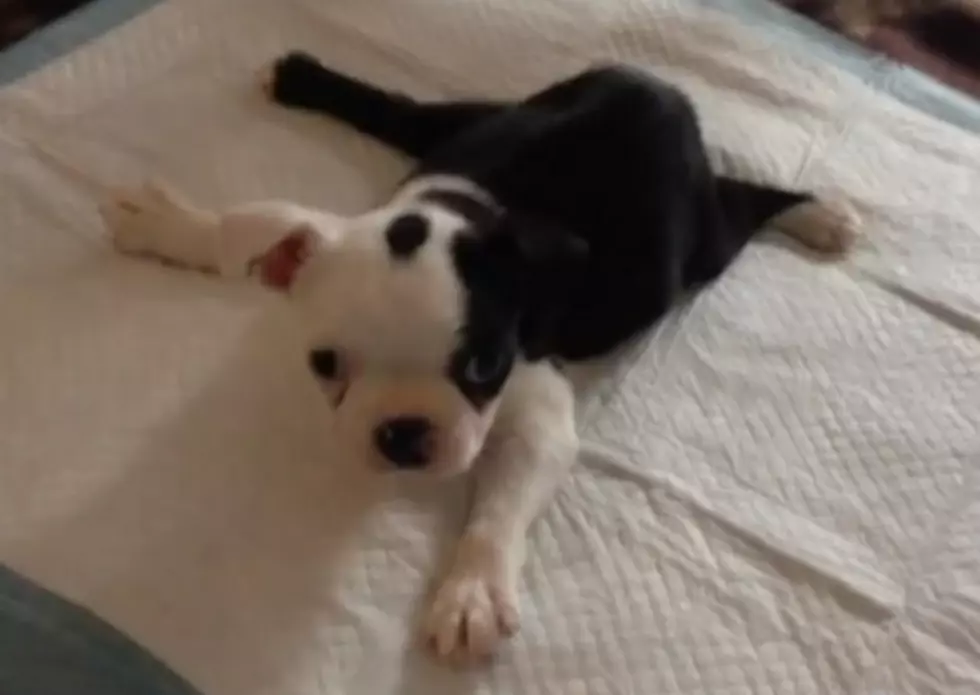 Meet Mick &#8212; The Adorable Disabled Puppy Who Learned To Walk! [VIDEO]