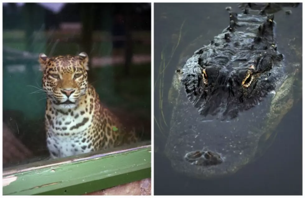 Jaguar vs. Alligator &#8212; Who Are You Betting On? [VIDEO]