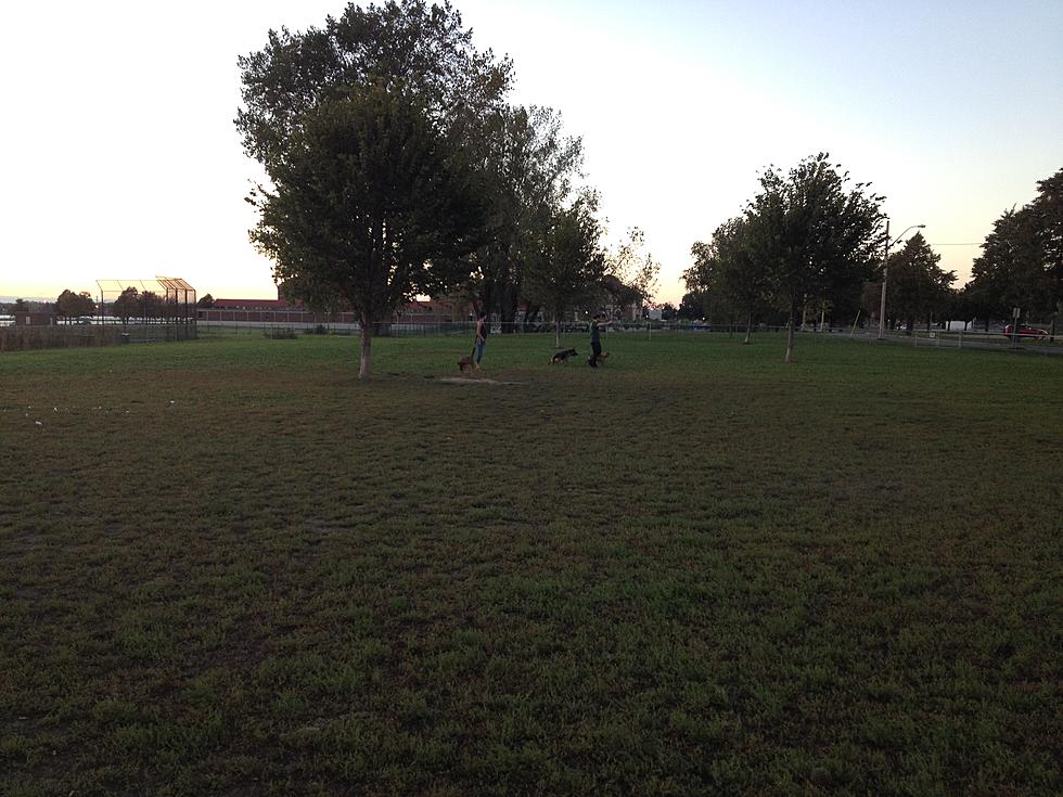 Buffalo Dog Playground