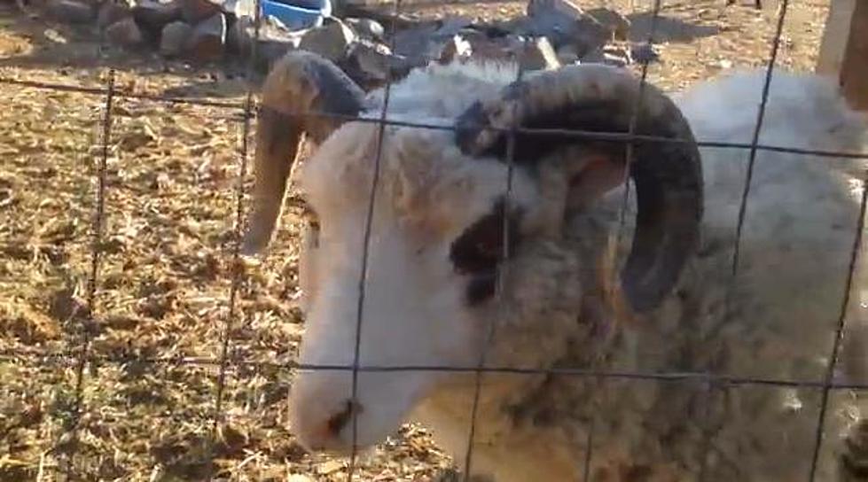 This Sheep Needs A Cough Drop! [VIDEO]