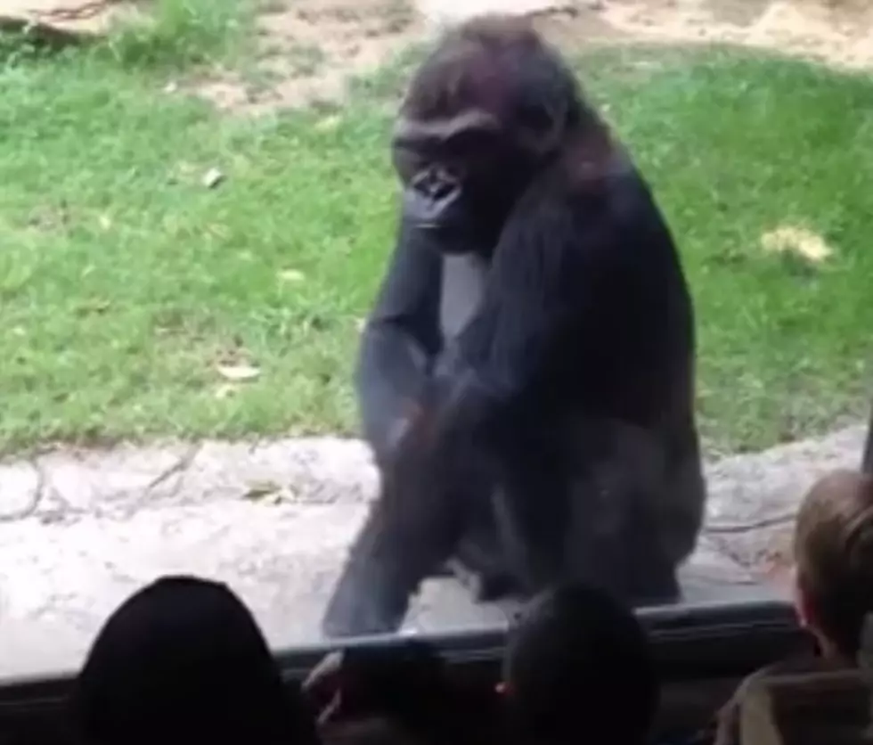 Watch This Gorilla Teach These Kids A Lesson! [VIDEO]