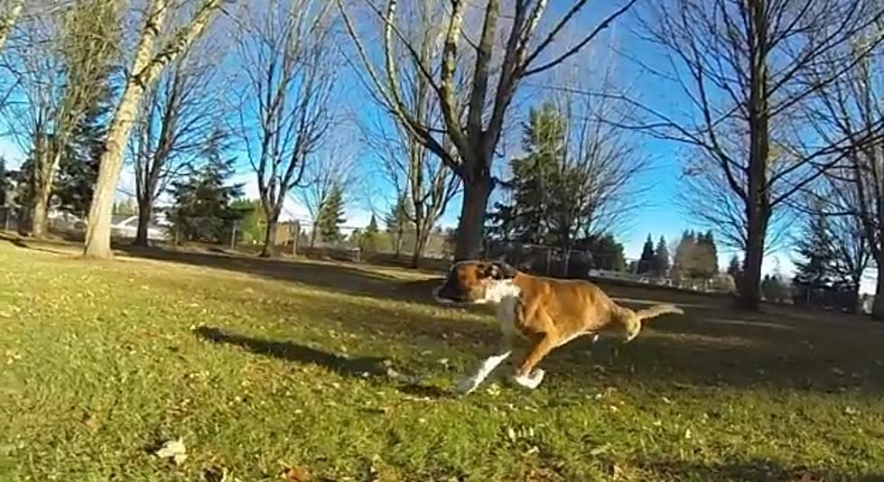 Dog Born With Deformities Defies Odds After Having Both Back Legs Amputated [VIDEO]