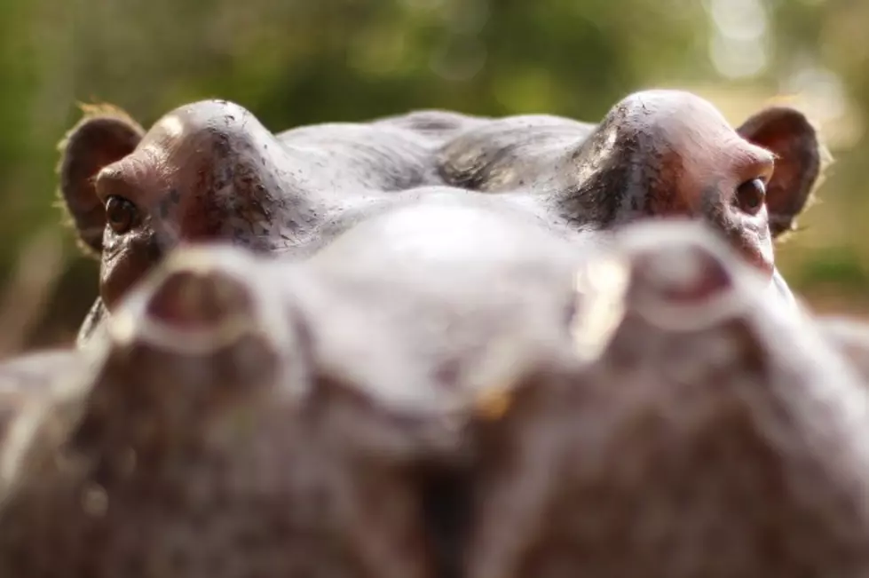 Do You Still Want A Hippopotamus For Christmas After Watching This? [VIDEO]