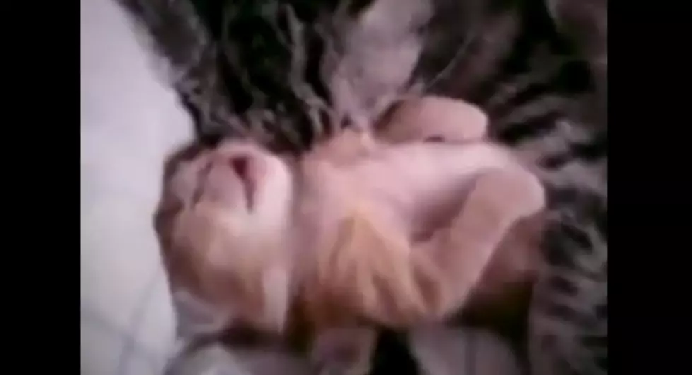 So Much Sweet You May Need a Dentist &#8212; Kitten Video