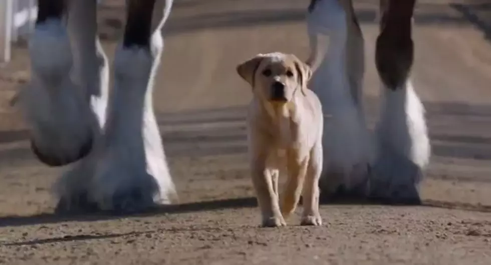 Budweiser “Best Buds” Commercial Wins Animal (+ Beer) Lovers Over Already [VIDEO]