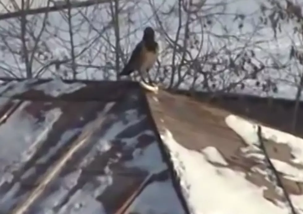 Bird Decides To Go Snow Tubing [VIDEO]