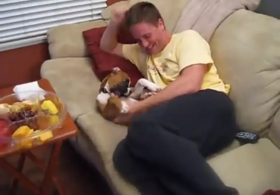 Awwww — It’s A Boxer Puppy Laughing! [VIDEO]