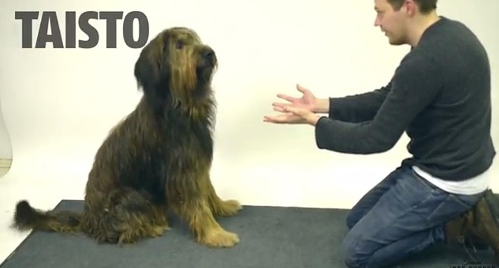 Magician Tricks Dogs [VIDEO]