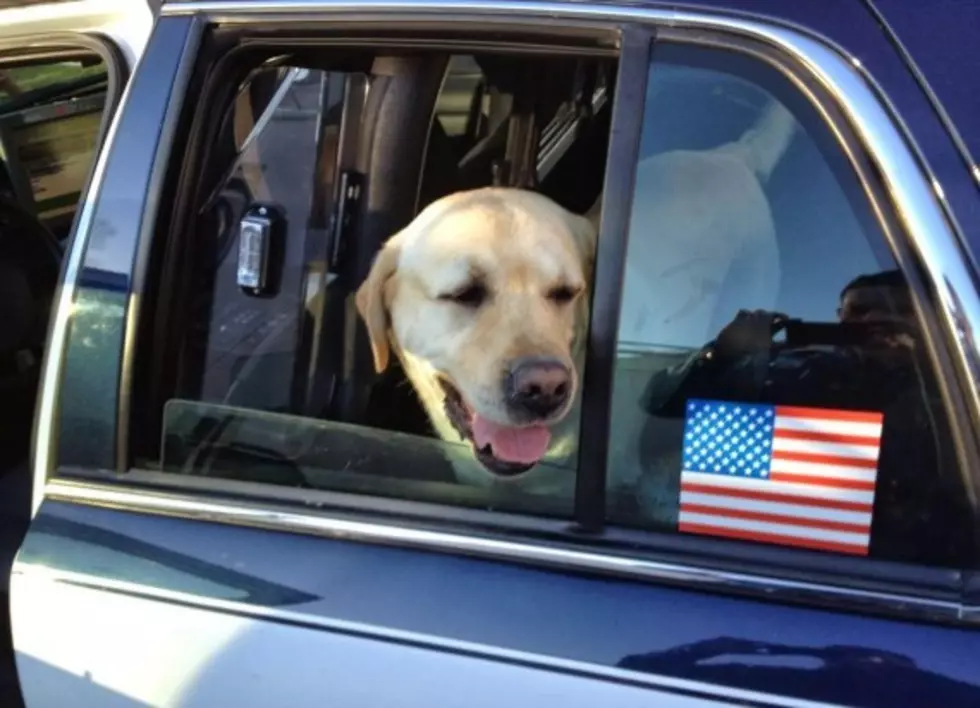 Yellow Lab Reunited With Family After Going Missing Before Hurricane Sandy [VIDEO]