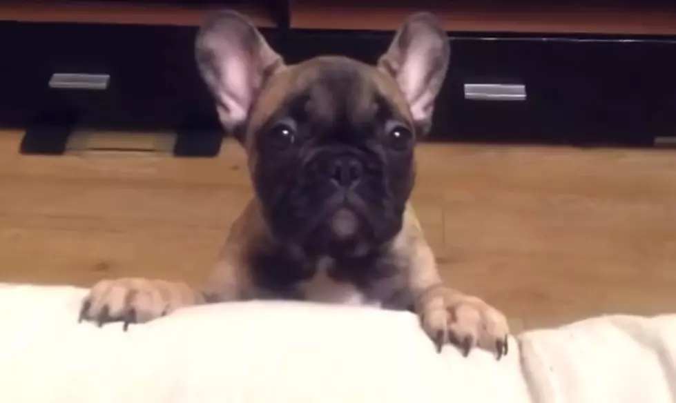 French Bulldog REALLY Wants Something! [VIDEO]