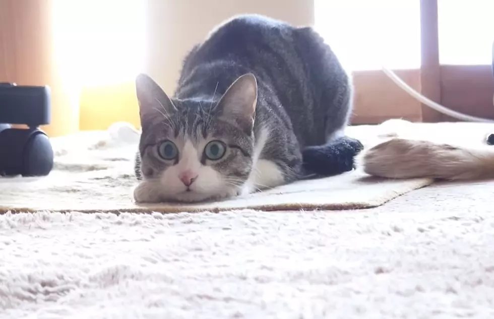 Epic Cat Butt Wiggle [VIDEO]