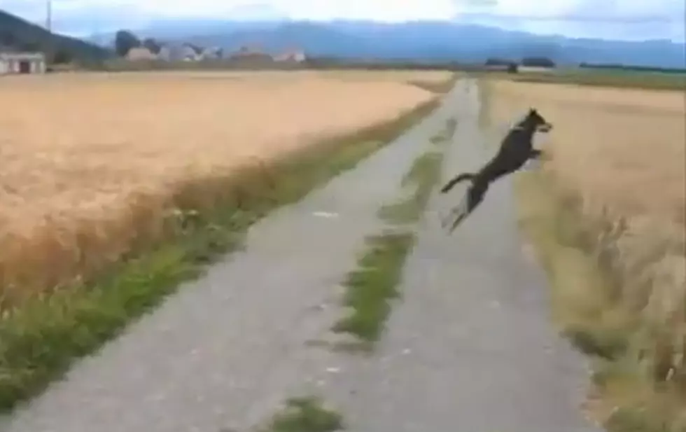 Dog Frolics In The Fields [VIDEO]