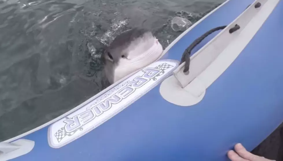 Shark Attacks Inflatable Boat [VIDEO]